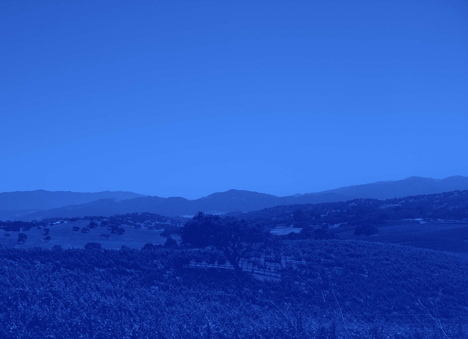 blue vineyard